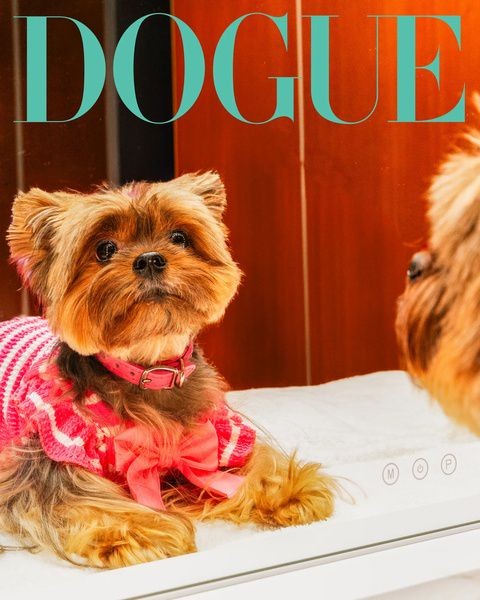 Модная собака: Vogue запустил проект про звёздных питомцев Модная собака: Vogue запустил проект про звёздных питомцев