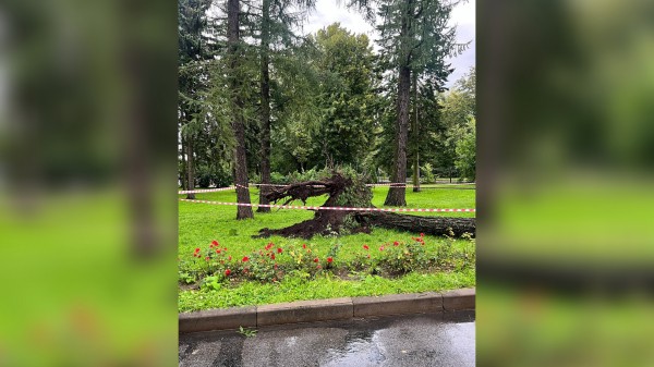 Прокуратура Петербурга проверит Крестовский остров после падения дерева на мужчину Прокуратура Петербурга проверит Крестовский остров после падения дерева на мужчину