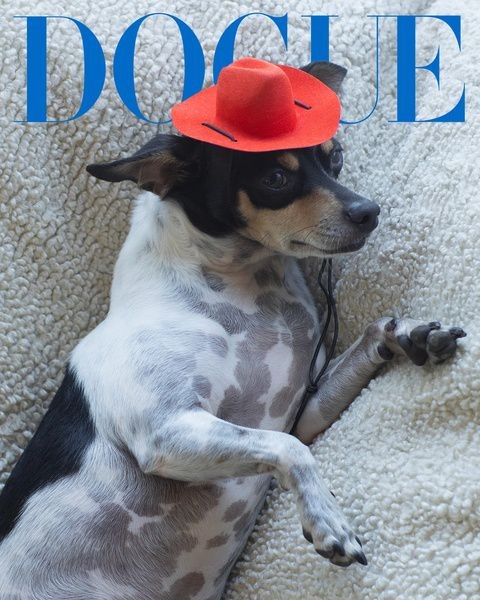 Модная собака: Vogue запустил проект про звёздных питомцев Модная собака: Vogue запустил проект про звёздных питомцев