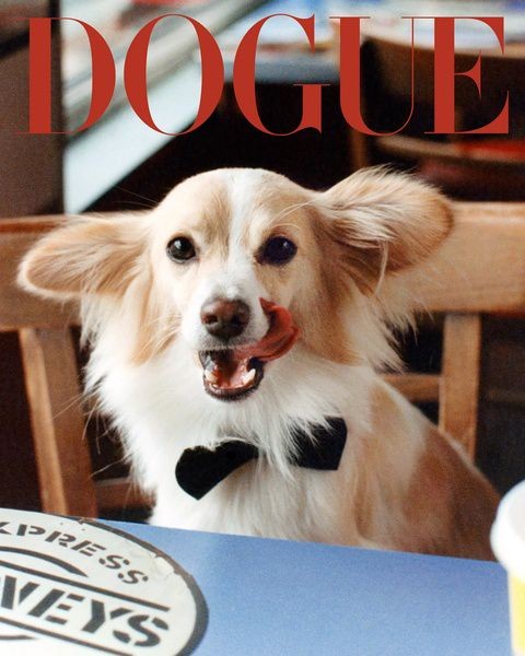 Модная собака: Vogue запустил проект про звёздных питомцев Модная собака: Vogue запустил проект про звёздных питомцев