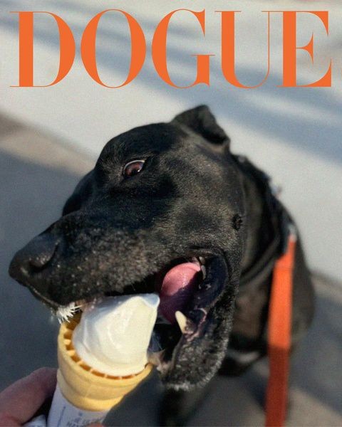 Модная собака: Vogue запустил проект про звёздных питомцев Модная собака: Vogue запустил проект про звёздных питомцев