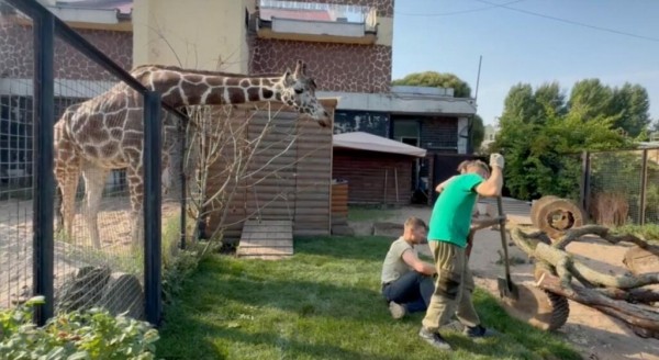В Ленинградском зоопарке обновили вольер семейства капибар В Ленинградском зоопарке обновили вольер семейства капибар