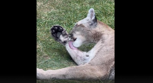 Ленинградский зоопарк показал петербуржцам чистоплотную Синди Ленинградский зоопарк показал петербуржцам чистоплотную Синди