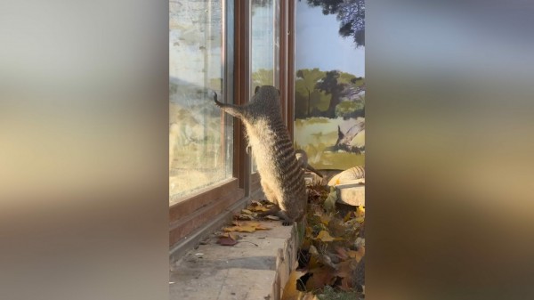 Мангустам из Ленинградского зоопарка подарили коробку Мангустам из Ленинградского зоопарка подарили коробку