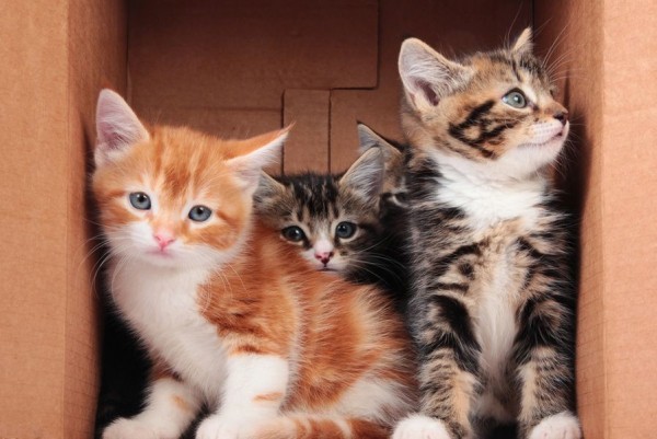 Котят нашли в коробке с чипсами Котят нашли в коробке с чипсами