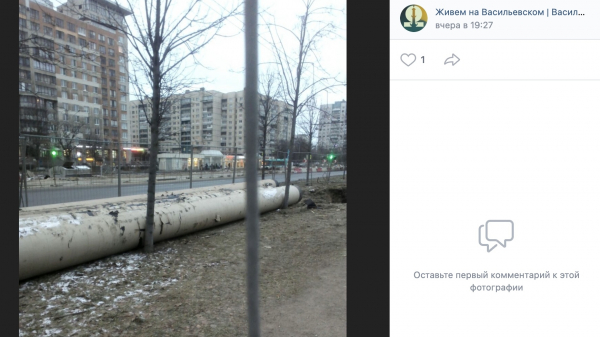 Тонкие липки под гнетом толстых труб: петербуржцы просят освободить деревья на Ваське Тонкие липки под гнетом толстых труб: петербуржцы просят освободить деревья на Ваське
