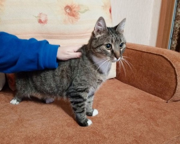 Кот из Волхова сделал новогодний подарок хозяйке, вернувшись через 23 дня после пропажи