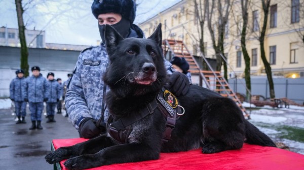Петербургские росгвардейцы впервые наградили собачьей медалью отправившегося на пенсию Маджара Петербургские росгвардейцы впервые наградили собачьей медалью отправившегося на пенсию Маджара