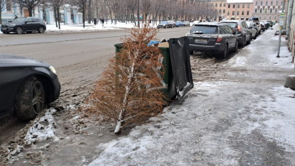Груду выброшенных елок нашли в поле у Бугров Груду выброшенных елок нашли в поле у Бугров