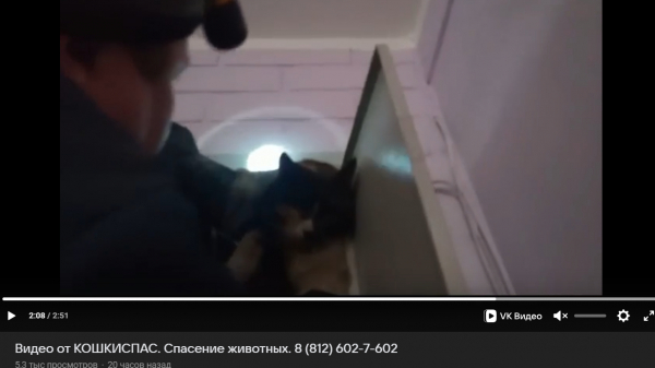 В Петербурге волонтеры спасли кошку из проводов электрощитка дома В Петербурге волонтеры спасли кошку из проводов электрощитка дома