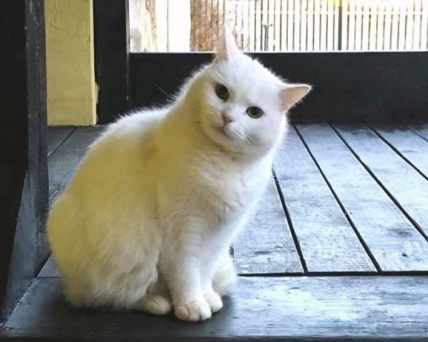 В Ленобласти выбрали самого красивого музейного кота В Ленобласти выбрали самого красивого музейного кота