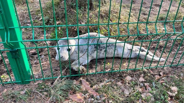 На берегу Финского залива спасли пять детенышей тюленя и нерпы На берегу Финского залива спасли пять детенышей тюленя и нерпы