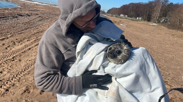 На берегу Финского залива нашли детеныша нерпы и отправили на реабилитацию На берегу Финского залива нашли детеныша нерпы и отправили на реабилитацию