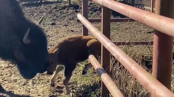 Самое милое видео дня: новорожденная девочка-зубренок делает первые шаги в Зубровнике в Токсово
