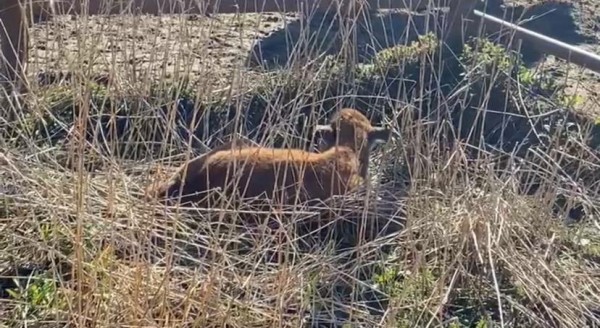 Самое милое видео дня: новорожденная девочка-зубренок делает первые шаги в Зубровнике в Токсово