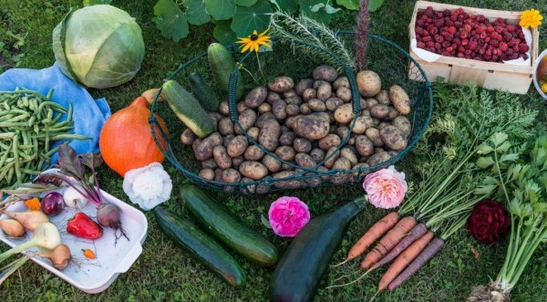 Можно вырастить на даче: 7 продуктов, которые снижают артериальное давление &ndash; совет от врача Павловой