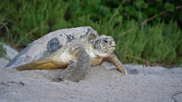 Учёные собирают слёзы морских черепах Учёные собирают слёзы морских черепах