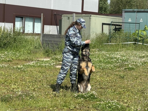 Полицейский кусь: как пушистые стражи порядка уже 116 лет защищают Петербург и Ленобласть