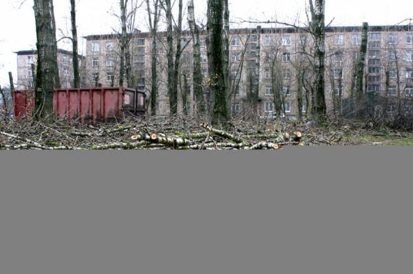 Следствие проверяет жалобу жителей Стрельны на строительство дороги и вырубку деревьев Следствие проверяет жалобу жителей Стрельны на строительство дороги и вырубку деревьев