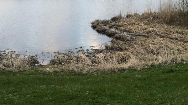 Водолазы достали труп: юная петербурженка не вышла на берег после заплыва в пруду в Левашово Водолазы достали труп: юная петербурженка не вышла на берег после заплыва в пруду в Левашово