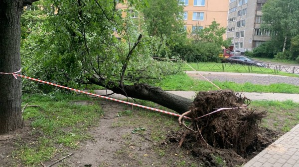 В Подмосковье дерево придавило внедорожник с 12-летней малышкой в салоне: всему виной ураган В Подмосковье дерево придавило внедорожник с 12-летней малышкой в салоне: всему виной ураган