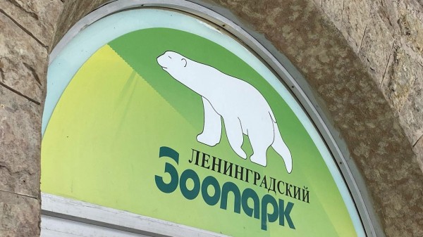 В Ленинградском зоопарке назвали условия для размещения слонов из Лаоса В Ленинградском зоопарке назвали условия для размещения слонов из Лаоса