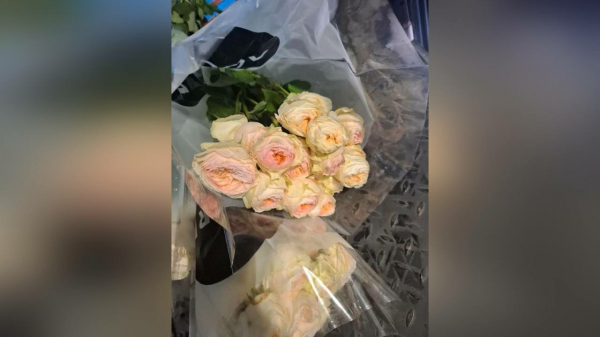 «Подарок» из Латвии: сотню кенийских роз сожгли в Петербурге из-за паразитов на шипах «Подарок» из Латвии: сотню кенийских роз сожгли в Петербурге из-за паразитов на шипах