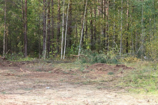Спасатели Ленобласти вывели из леса заблудившегося в Кировском районе мужчину Спасатели Ленобласти вывели из леса заблудившегося в Кировском районе мужчину