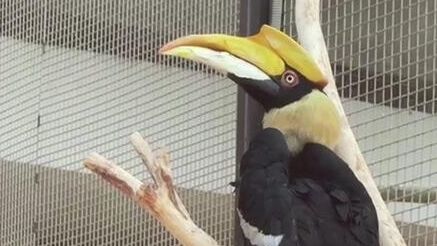 Пойманная Ленинградским зоопарком калао Шанти чувствует себя хорошо Пойманная Ленинградским зоопарком калао Шанти чувствует себя хорошо