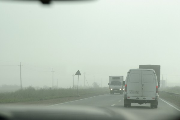 Два кабана едва не стали причиной аварии в Лисьем носу Два кабана едва не стали причиной аварии в Лисьем носу