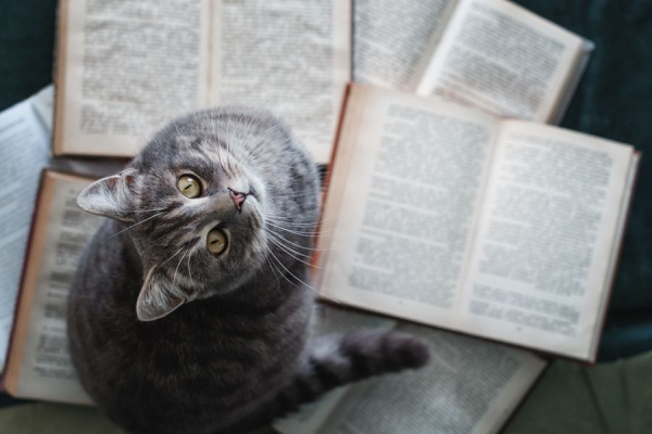 Что читать в феврале: книжные новинки МИФа Что читать в феврале: книжные новинки МИФа
