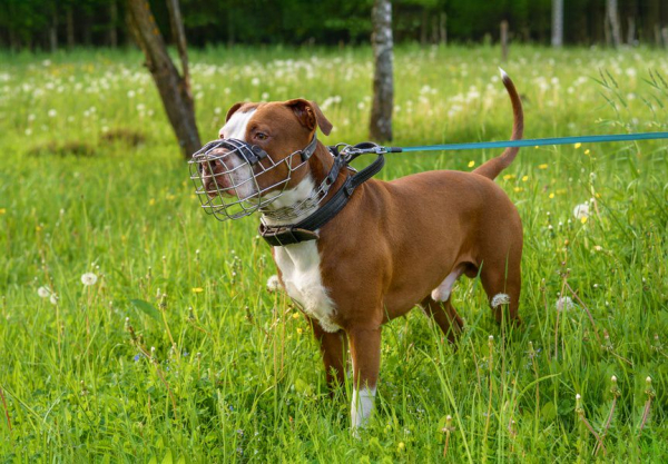 Хороший мальчик и его человек: 9 правил собачьего этикета Хороший мальчик и его человек: 9 правил собачьего этикета